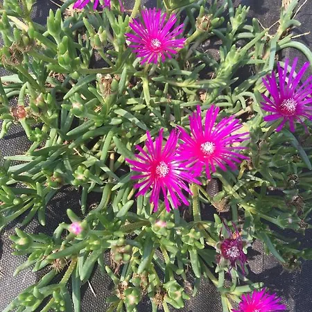 Appartamento La Terrazza
